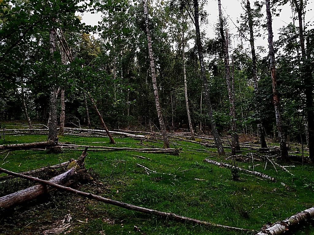 Svankila naturreservat
