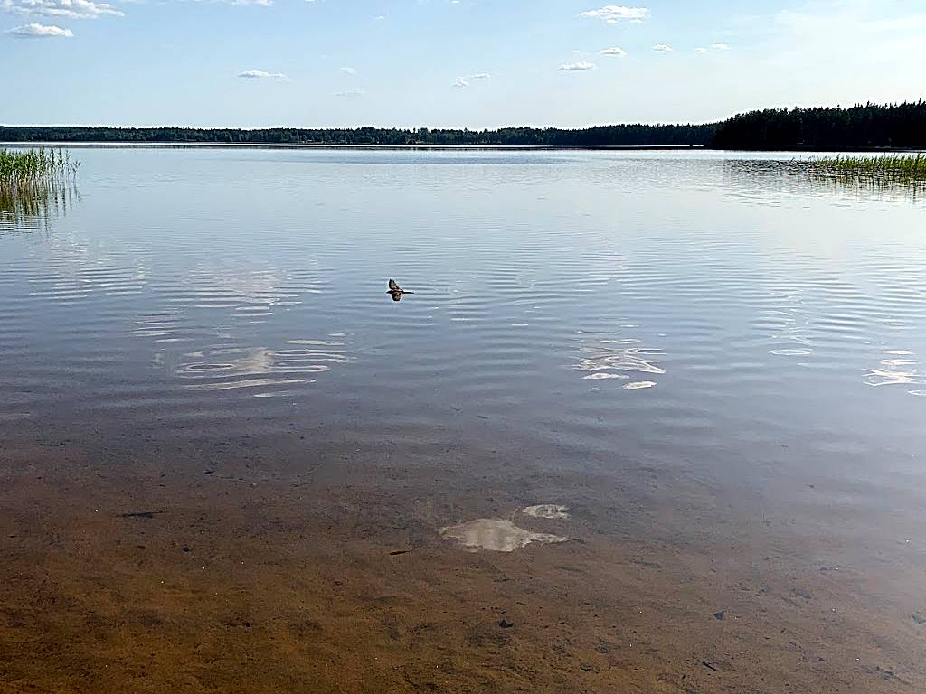 Badplats Skärvsjön